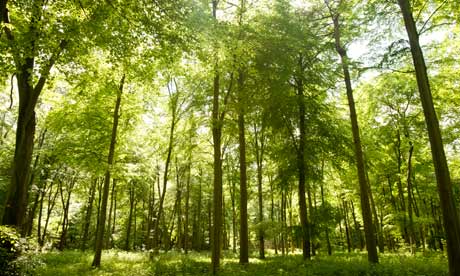 Forests-007.jpg