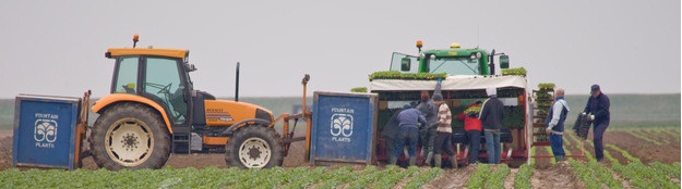 cabbage-planting.jpg