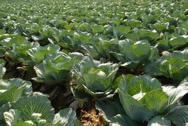 white-cabbage-field.jpg